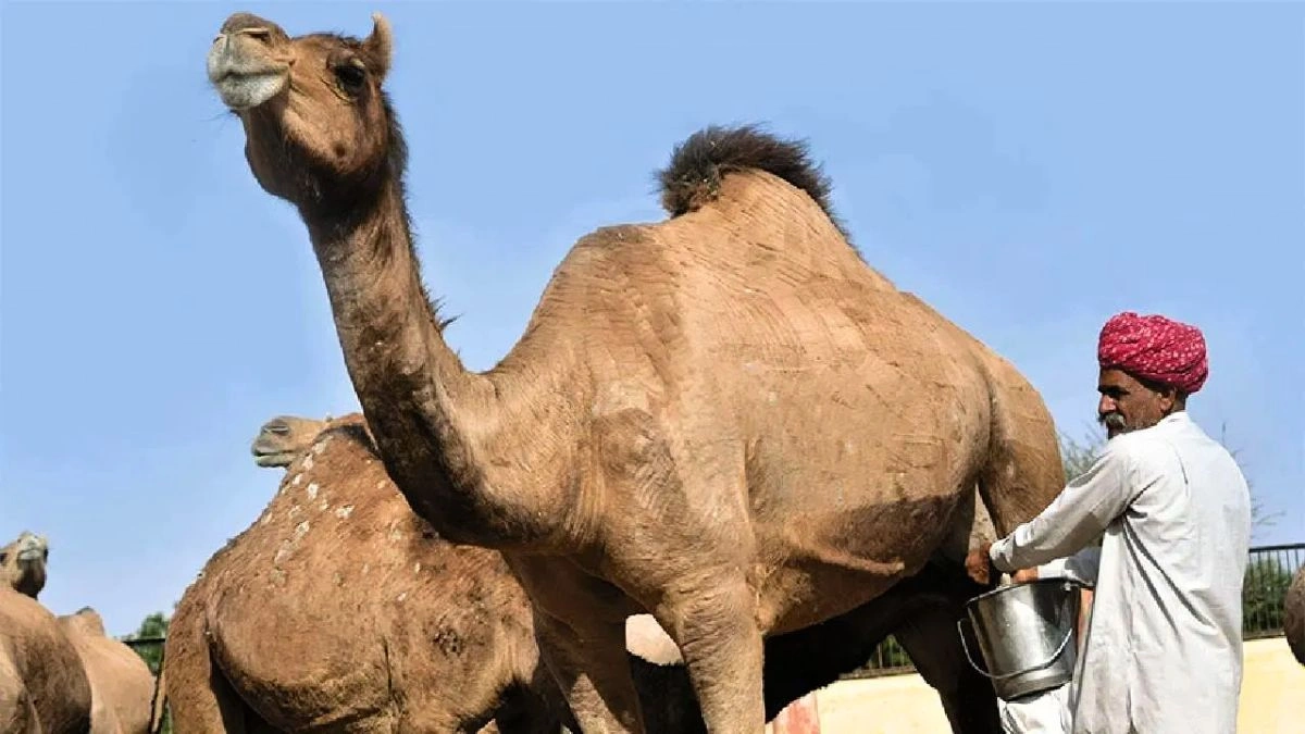 Camel Milk Benefits Marathi
