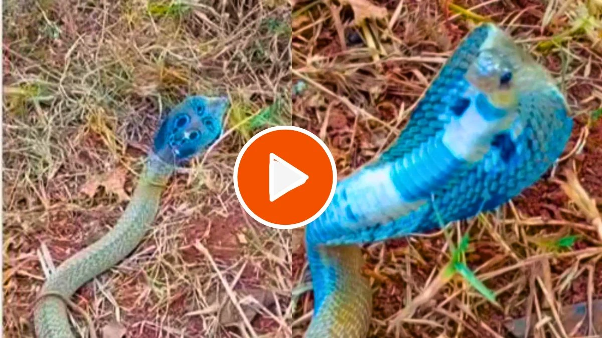 Viral video shocking blue snake spotted